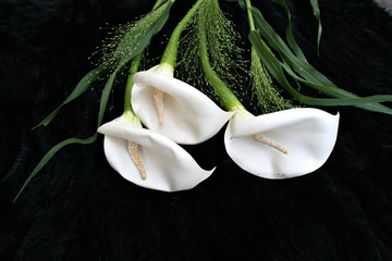 lifestyle, kulisse, callas, fell, hochzeit, trauer, konzepte, kondolenz, modern, neu
