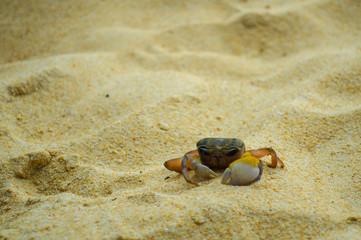 Closeup sad crab on beach