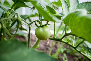 Green fruit of tomato on branches in early spring grown in greenhouses sow crops