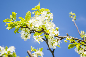white blooming flowers