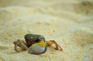 Closeup sad crab on beach