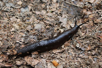 Schwarze Wegschnecke