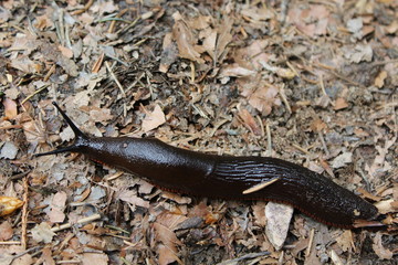 Schwarze Wegschnecke