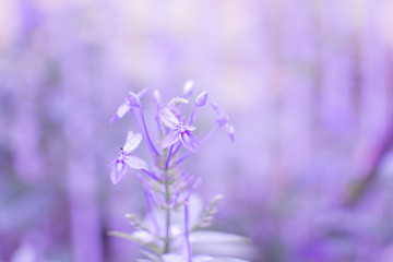 background of purple flowers.