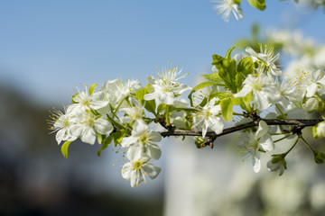 white blooming flowers