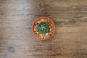 Obraz na płótnie Canvas Top view of Cactus in pot on wooden table.
