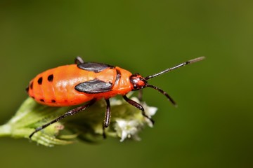 Large Milkweed bug nymph (Oncopeltus fasciatus) insect on plant stem nature Springtime pest control copy space dorsal macro Houston, TX USA.	