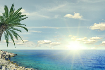 Fototapeta na wymiar Beach palm and sea on a sunny day.