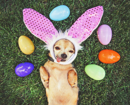 authentic photo of a cute chihuahua with rabbit ears on and his tongue out surrounded by easter eggs toned with a retro vintage instagram filter