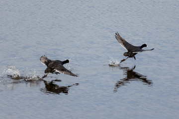 Birds chasing on water