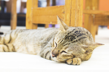 The cat is happy with his eyes closed.