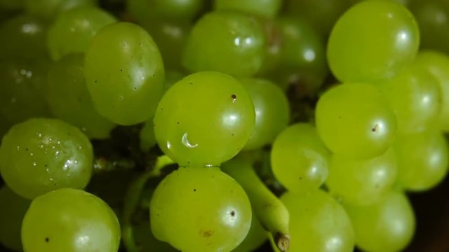 Berries of green grapes in drops of water