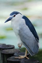  Black-crowned Night Heron standing on a stump