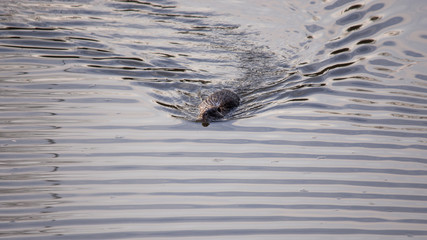 Swimming Beaver