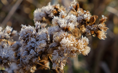 Cattails at the edge of a marsh coated in hoar frost as the early morning sun rises in New England