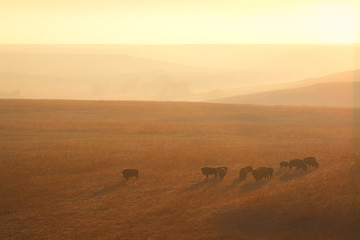 Bison on the Kansas Plains