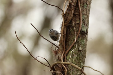 Black and White Warbler in the forest on a gloomy day 