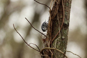 Black and White Warbler in the forest on a gloomy day 