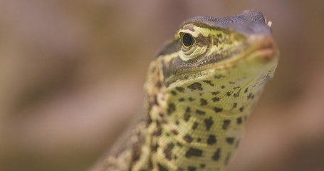Close up Sand goanna