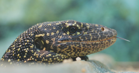 Mangrove goanna close up