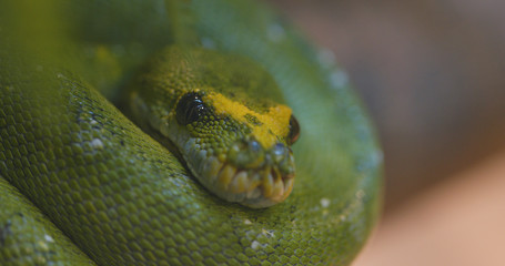 Green tree python