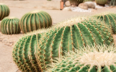 Cactus Family, pink-red flowers of barrel cactus, close-up barrel cactus