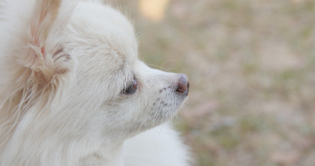 White Pomeranian dog at outdoor park