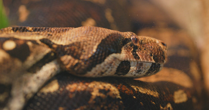 Eunectes murinus close up