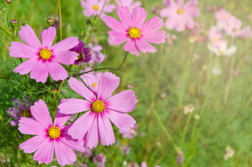 Pink cosmos in garden