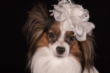 Beautiful dog Continental Toy Spaniel Papillon with white bow on his head on a black background