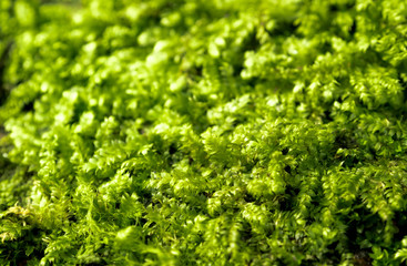 Freshness green moss growing on floor with water drops in the sunlight