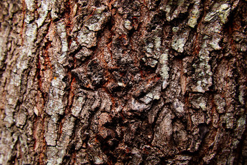 Obraz premium Tree Bark Texture