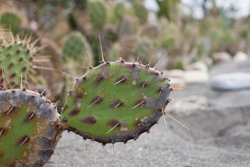 Cactus on Beach