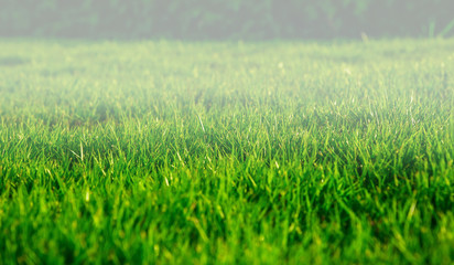 Morning fog lawn green natural background texture.