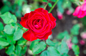 Red roses on Valentine's Day