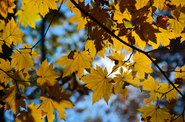 Leaf, Maple, Autumn, Red, Orange, Autumn, October, November, Tough, Beauty, Forest, Nature,