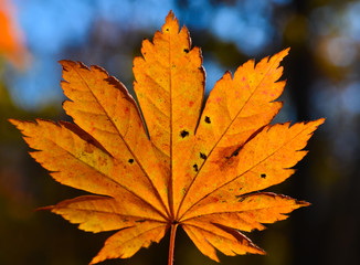 Leaf, Maple, Autumn, Red, Orange, Autumn, October, November, Tough, Beauty, Forest, Nature,