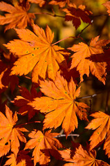 Leaf, Maple, Autumn, Red, Orange, Autumn, October, November, Tough, Beauty, Forest, Nature,