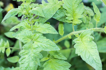 tomato plants in the garden