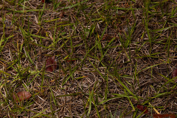 Looking Down Grass
