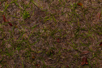 Looking Down Grass
