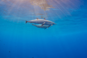 Dolphin Trio near Surface