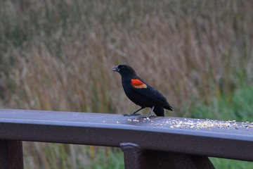 bird