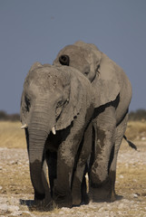 Elephants