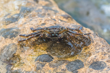 Sally lightfoot crab in water, Guadeloupe
