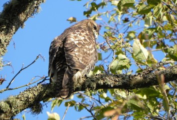 Hawk