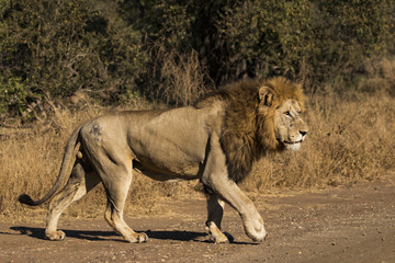 Lion in Kruger national park