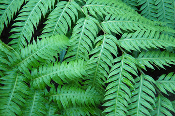 Woodwardia radicans green fern leaves background