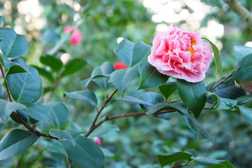 Camellia sasanqua blooming pink flowers with green foliage