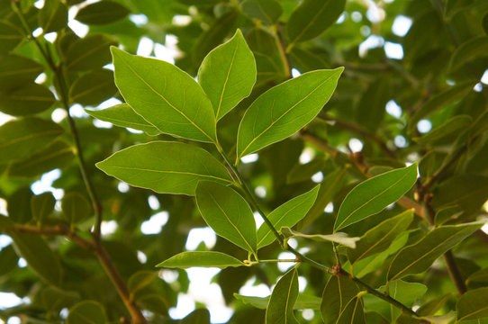 Laurus Nobilis Or Bay Laurel Or Sweet Bay Or Bay Green Foliage 